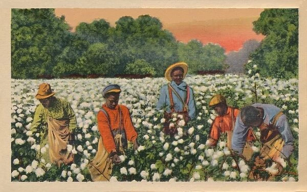 Cotton Picking, Augusta, Georgia, 1943