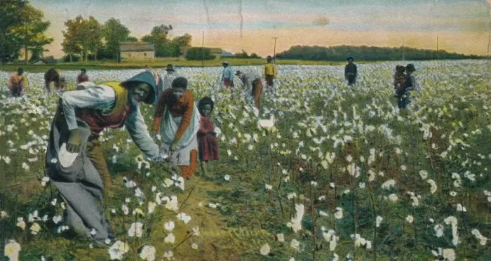 Framed Print : Cotton Picking, Augusta, Georgia, c1900 Framed Print : Cotton Picking, Augusta, Georgia, c1900