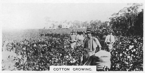 Cotton picking, Australia, 1928