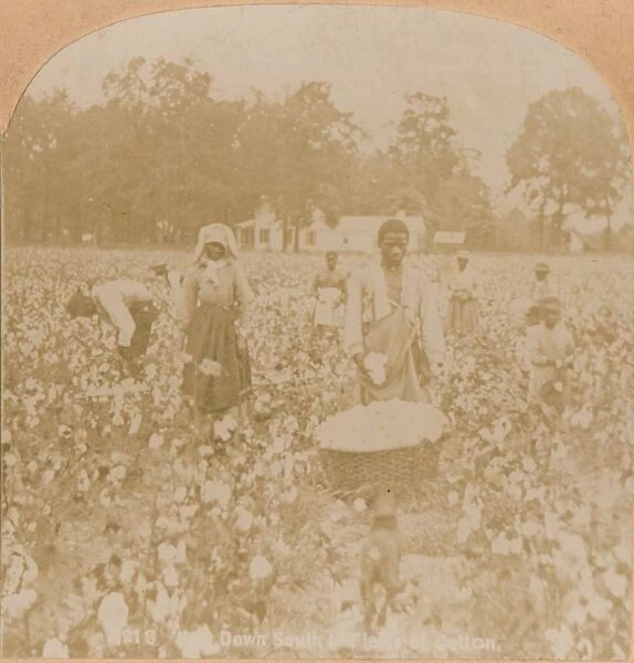 Cotton-Picking. c1900