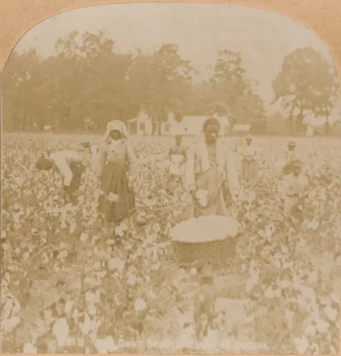 Framed Print : Cotton-Picking. c1900 Framed Print : Cotton-Picking. c1900