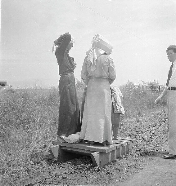 Cotton picking in south Texas, 1936. Creator: Dorothea Lange