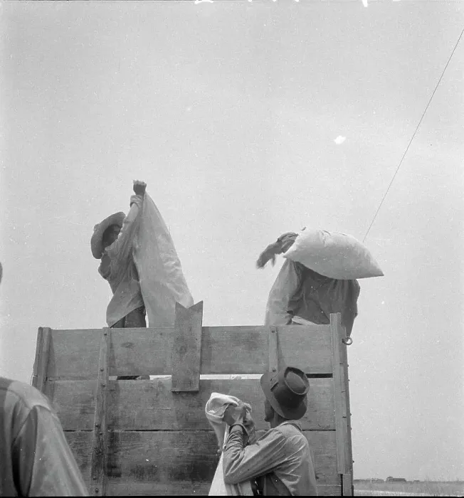 Framed Print : Cotton picking in south Texas, 1936. Creator: Dorothea Lange Framed Print : Cotton picking in south Texas, 1936. Creator: Dorothea Lange