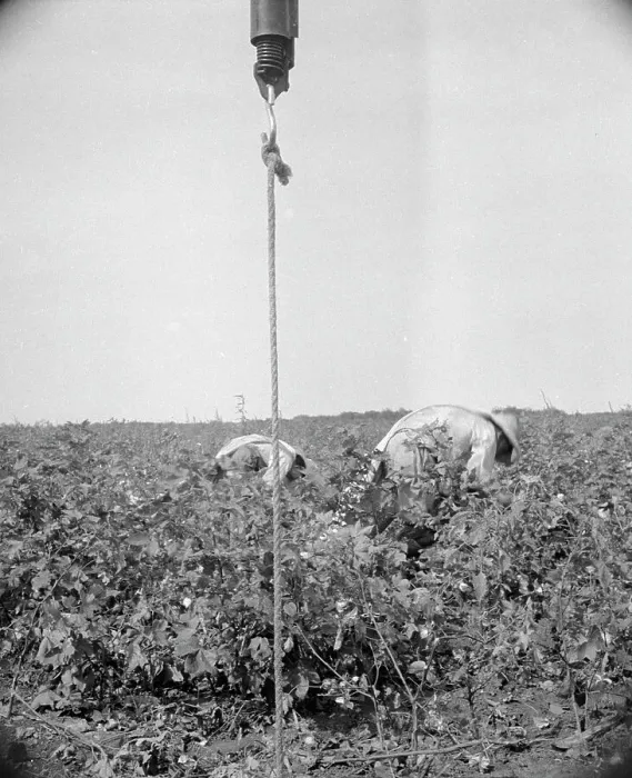 Framed Print : Cotton picking in south Texas, 1936. Creator: Dorothea Lange Framed Print : Cotton picking in south Texas, 1936. Creator: Dorothea Lange