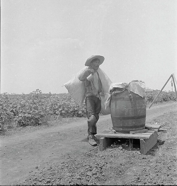 Cotton picking in south Texas, 1936. Creator: Dorothea Lange