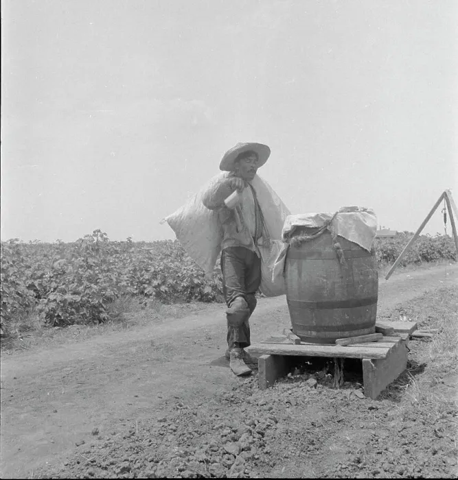 Framed Print : Cotton picking in south Texas, 1936. Creator: Dorothea Lange Framed Print : Cotton picking in south Texas, 1936. Creator: Dorothea Lange