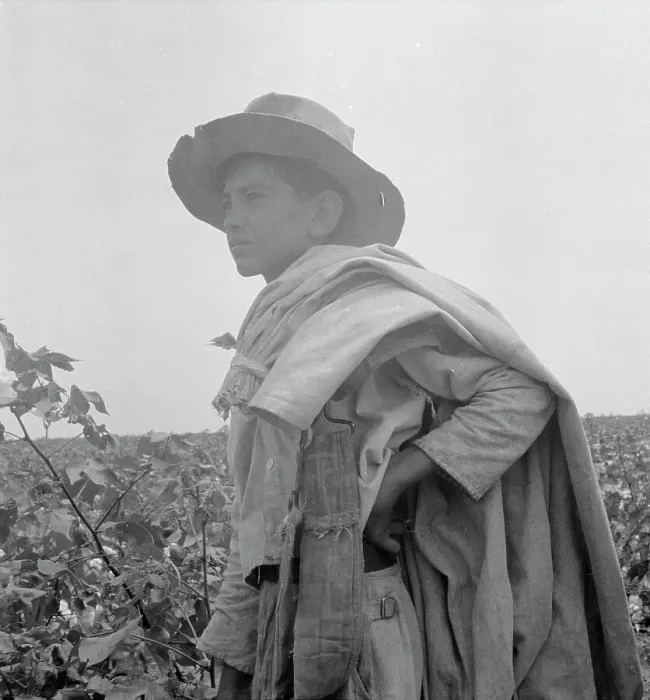 Framed Print : Cotton picking in south Texas, 1936. Creator: Dorothea Lange Framed Print : Cotton picking in south Texas, 1936. Creator: Dorothea Lange