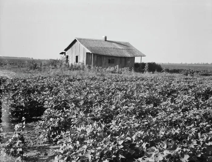 Framed Print : Cotton is planted close to the abandoned cabins, Aldridge Plantation, Mississippi, 1937. Creator: Dorothea Lange Framed Print : Cotton is planted close to the abandoned cabins, Aldridge Plantation, Mississippi, 1937. Creator: Dorothea Lange