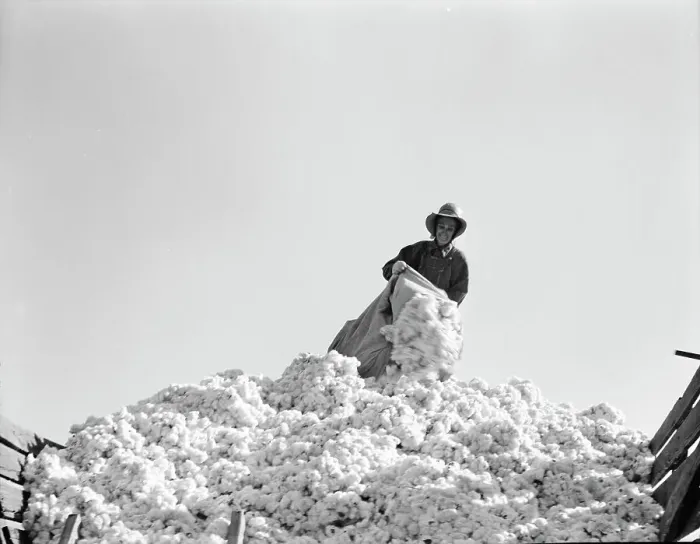 Framed Print : Cotton, San Joaquin Valley, California, 1936. Creator: Dorothea Lange Framed Print : Cotton, San Joaquin Valley, California, 1936. Creator: Dorothea Lange