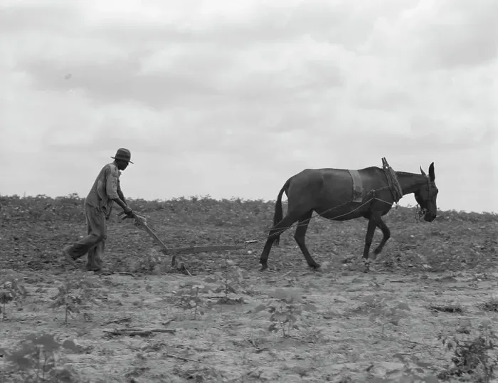 Framed Print : The cotton sharecropper's unit, Greene County, Georgia, 1937. Creator: Dorothea Lange Framed Print : The cotton sharecropper's unit, Greene County, Georgia, 1937. Creator: Dorothea Lange