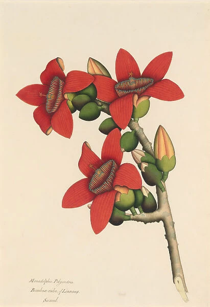 Cotton Tree Flowers, ca. 1800-1805. Creator: Unknown