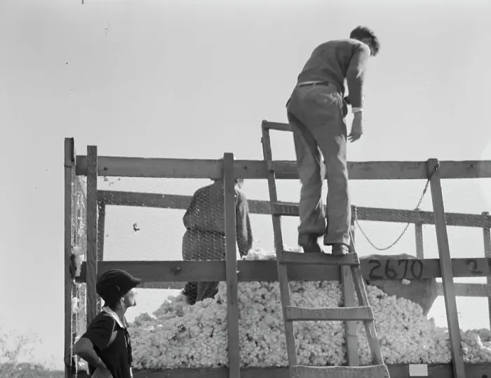 Framed Print : Cotton weigher, Southern San Joaquin Valley, California, 1936. Creator: Dorothea Lange Framed Print : Cotton weigher, Southern San Joaquin Valley, California, 1936. Creator: Dorothea Lange