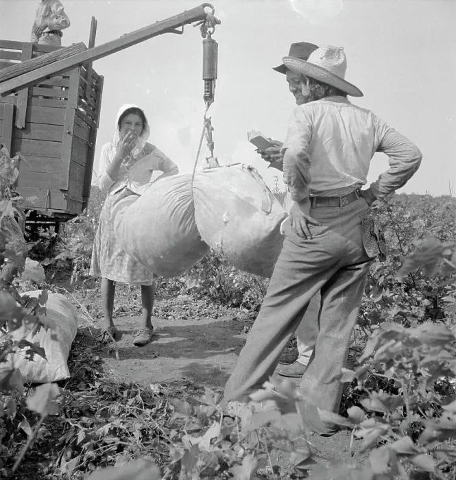 Framed Print : Cotton weighing near Brownsville, Texas, 1936. Creator: Dorothea Lange Framed Print : Cotton weighing near Brownsville, Texas, 1936. Creator: Dorothea Lange