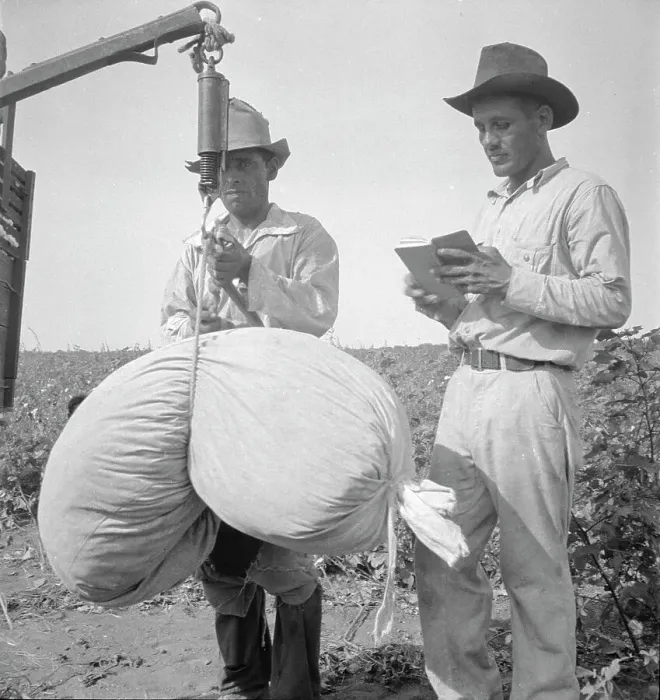Framed Print : Cotton weighing near Robstown, Texas, 1936. Creator: Dorothea Lange Framed Print : Cotton weighing near Robstown, Texas, 1936. Creator: Dorothea Lange
