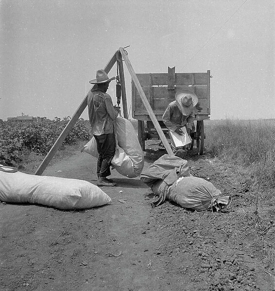 Cotton weighing, South Texas, 1936. Creator: Dorothea Lange