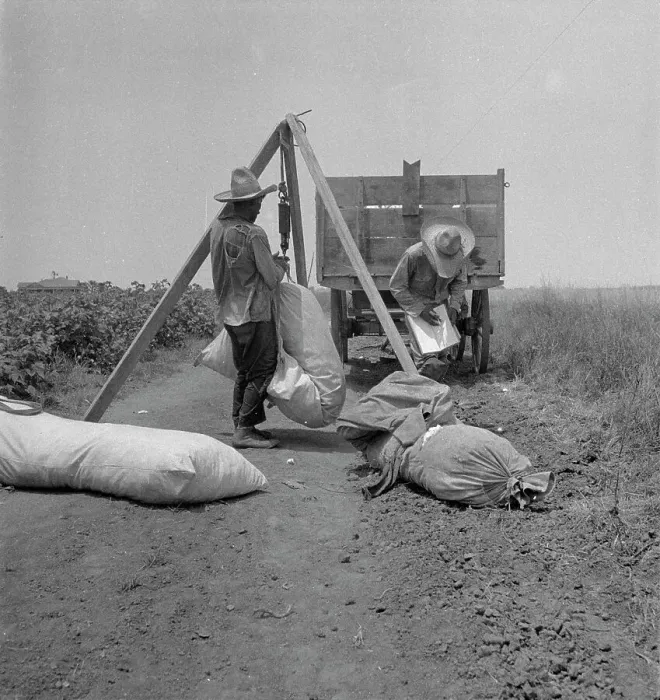 Framed Print : Cotton weighing, South Texas, 1936. Creator: Dorothea Lange Framed Print : Cotton weighing, South Texas, 1936. Creator: Dorothea Lange
