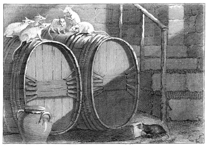 Framed Print : Council held by the Rats Framed Print : Council held by the Rats