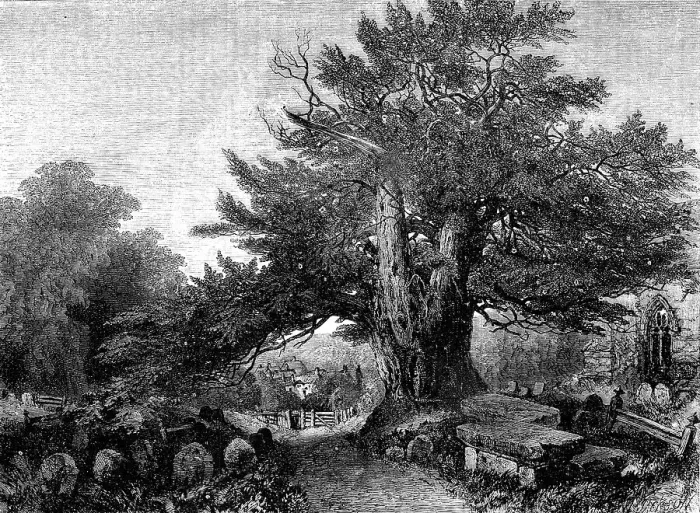 Framed Print : A Country Churchyard - painted by Samuel Read - from the Exhibition of the Society of British Arti Creator: M. Jackson. A Country Churchyard - painted by Samuel Read - from the Exhibition of the Society of British Arti Creator: M Framed Print : A Country Churchyard - painted by Samuel Read - from the Exhibition of the Society of British Arti Creator: M. Jackson. A Country Churchyard - painted by Samuel Read - from the Exhibition of the Society of British Arti Creator: M