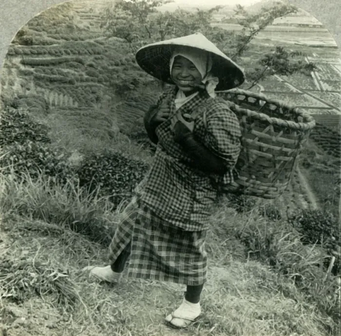 Framed Print : A Country Girl among the Famous Tea Fields of Shizuoka, Japan, c1930s. Creator: Unknown Framed Print : A Country Girl among the Famous Tea Fields of Shizuoka, Japan, c1930s. Creator: Unknown