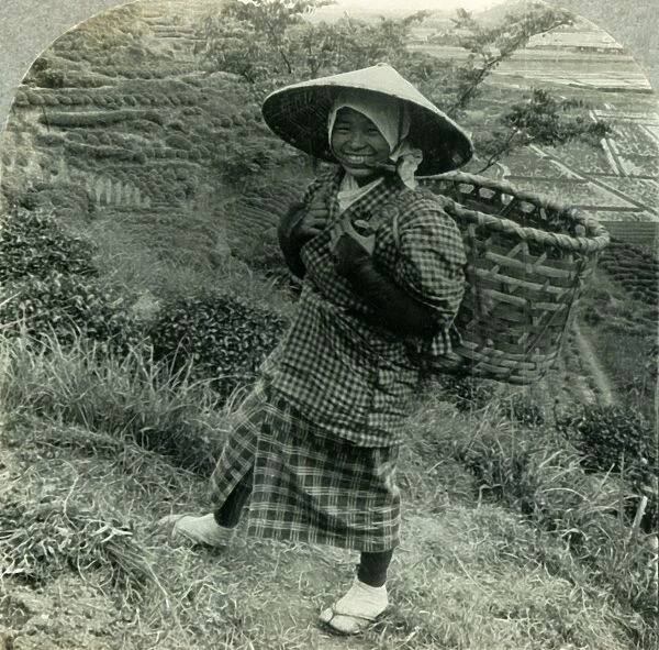 A Country Girl among the Famous Tea Fields of Shizuoka, Japan, c1930s. Creator: Unknown
