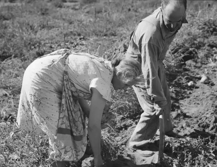 Framed Print : Couple digging their sweet potatoes in the fall, Irrigon, Morrow County, Oregon, 1939. Creator: Dorothea Lange Framed Print : Couple digging their sweet potatoes in the fall, Irrigon, Morrow County, Oregon, 1939. Creator: Dorothea Lange