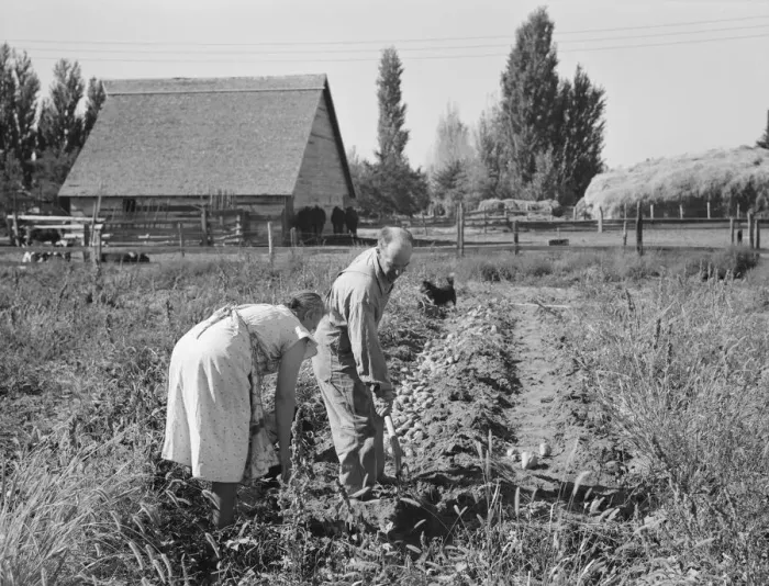 Framed Print : Couple digging their sweet potatoes in the fall, Irrigon, Morrow County, Oregon, 1939. Creator: Dorothea Lange Framed Print : Couple digging their sweet potatoes in the fall, Irrigon, Morrow County, Oregon, 1939. Creator: Dorothea Lange