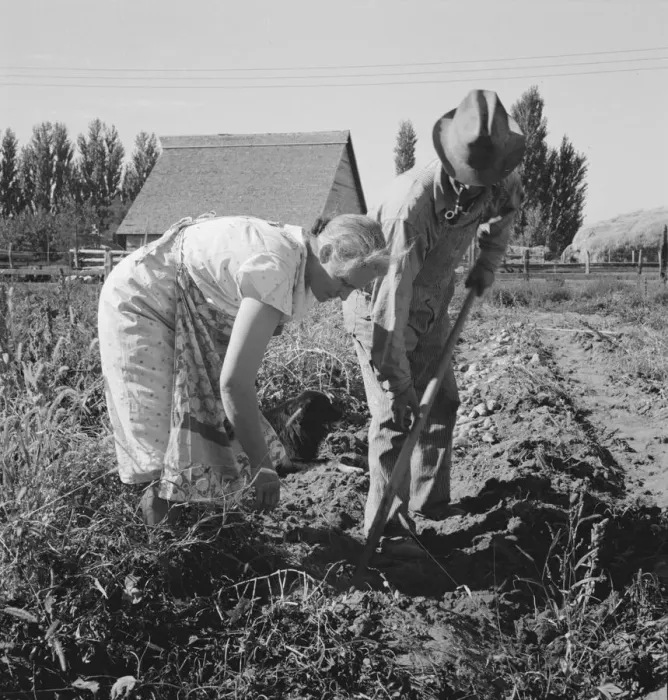 Framed Print : Couple digging their sweet potatoes in the fall, Irrigon, Morrow County, Oregon, 1939. Creator: Dorothea Lange Framed Print : Couple digging their sweet potatoes in the fall, Irrigon, Morrow County, Oregon, 1939. Creator: Dorothea Lange