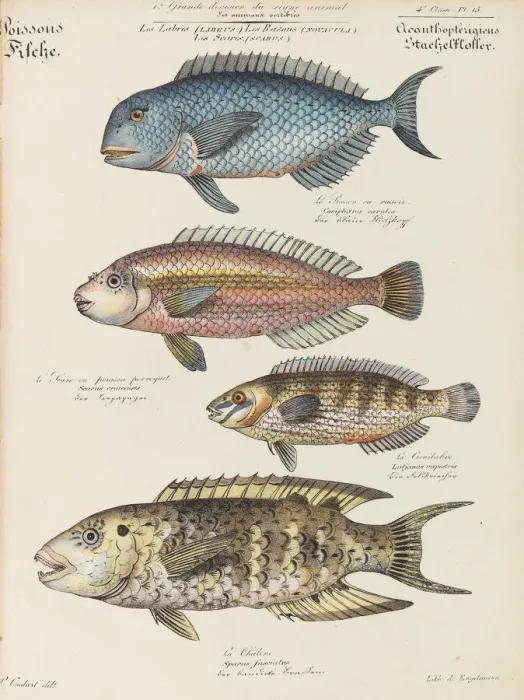 Framed Print : Cours d histoire naturelle, 1825-1826. Creator: Oudart, Paul Louis (1796-1860) Framed Print : Cours d histoire naturelle, 1825-1826. Creator: Oudart, Paul Louis (1796-1860)