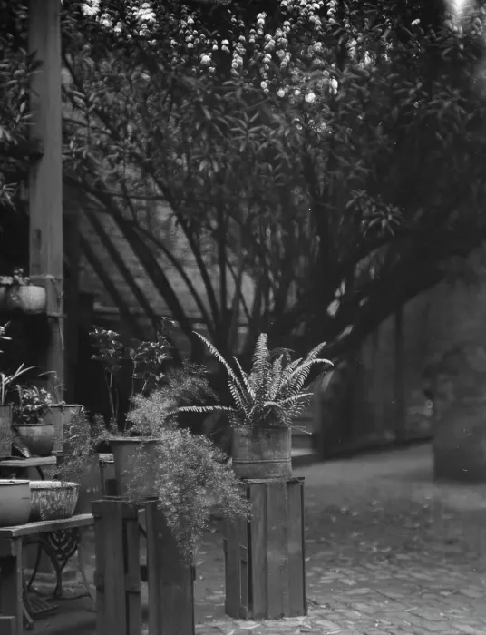 Framed Print : Courtyard, New Orleans, between 1920 and 1926. Creator: Arnold Genthe Framed Print : Courtyard, New Orleans, between 1920 and 1926. Creator: Arnold Genthe
