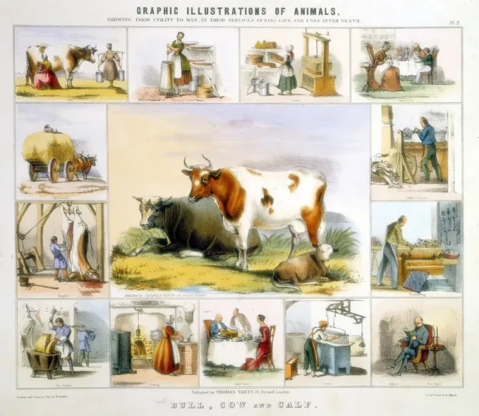 Framed Print : The Cow, c1850. Artist: Benjamin Waterhouse Hawkins Framed Print : The Cow, c1850. Artist: Benjamin Waterhouse Hawkins