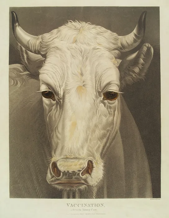 Framed Print : A cow named 'Vaccination', 1810. Creator: Matthew Dubourg Framed Print : A cow named 'Vaccination', 1810. Creator: Matthew Dubourg