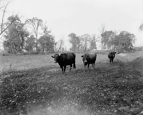Cow pasture, Mt. Clemens, between 1880 and 1899. Creator: Unknown