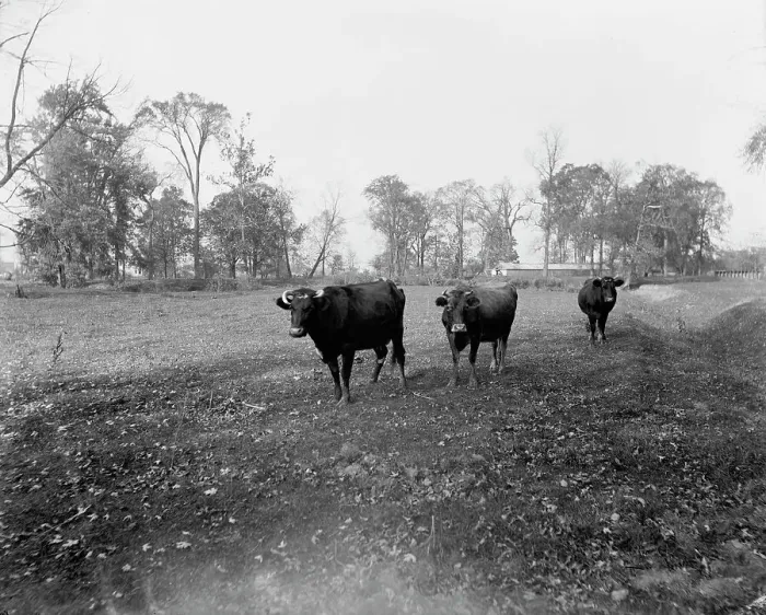 Framed Print : Cow pasture, Mt. Clemens, between 1880 and 1899. Creator: Unknown
