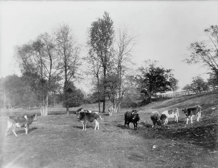 Framed Print : Cow pasture, Mt. Clemens, between 1880 and 1899. Creator: Unknown Framed Print : Cow pasture, Mt. Clemens, between 1880 and 1899. Creator: Unknown