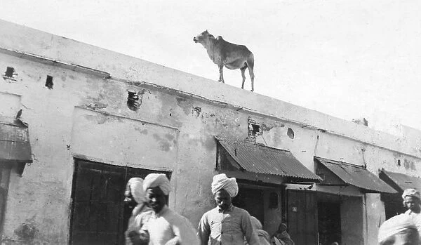 A cow on the roof of a building, Nowshera, India, 1916-1917