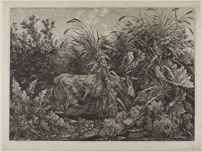 Framed Print : Cow in a Stream, n.d. Creator: Carl Wilhelm Kolbe the elder Framed Print : Cow in a Stream, n.d. Creator: Carl Wilhelm Kolbe the elder