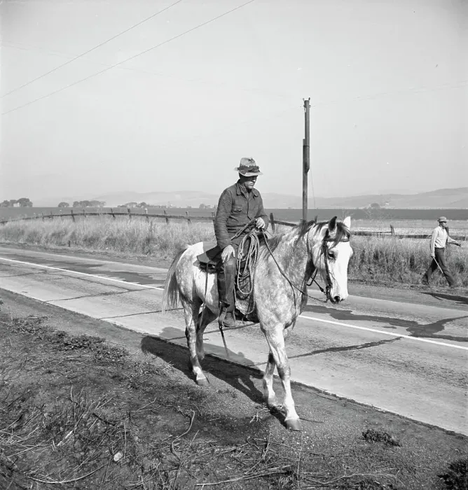 Framed Print : Cowboy bringing cattle in from range, Contra Costa County, 1938. Creator: Dorothea Lange Framed Print : Cowboy bringing cattle in from range, Contra Costa County, 1938. Creator: Dorothea Lange