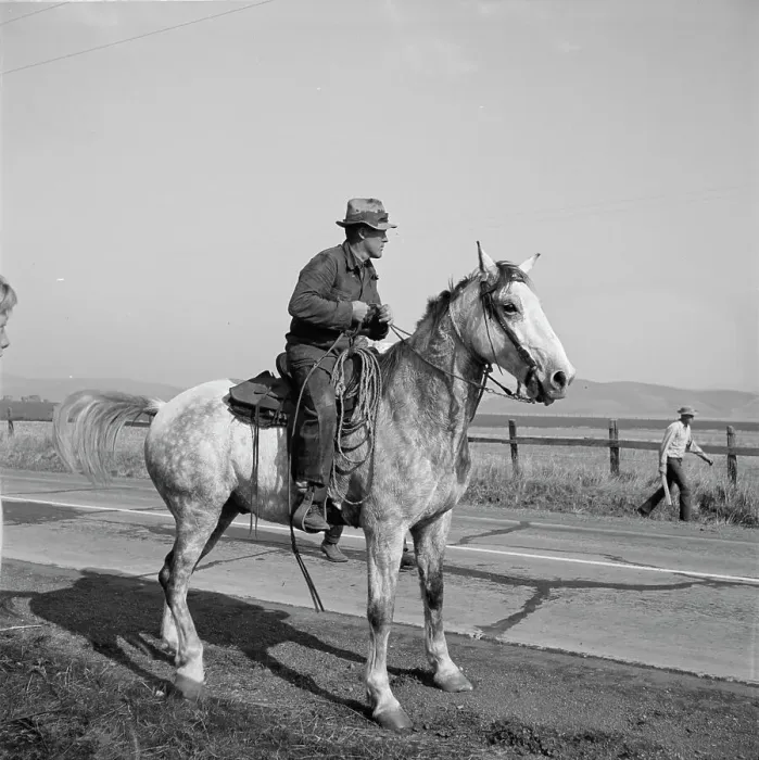 Framed Print : Cowboy bringing cattle in from range, Contra Costa County, 1938. Creator: Dorothea Lange Framed Print : Cowboy bringing cattle in from range, Contra Costa County, 1938. Creator: Dorothea Lange