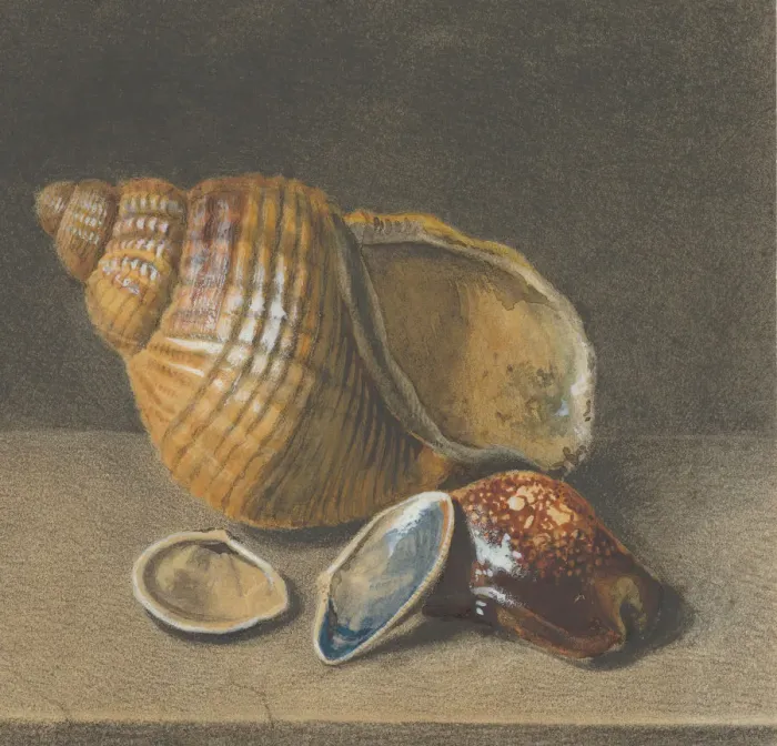 Framed Print : A Cowrie, and a Larger and Two Smaller Shells, late 17th-mid 18th century. Creator: Anon Framed Print : A Cowrie, and a Larger and Two Smaller Shells, late 17th-mid 18th century. Creator: Anon
