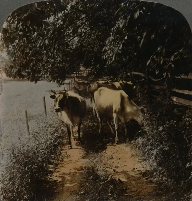 Framed Print : Cows coming home up the lane at milking-time, c1900. Artists: Elmer Underwood, Bert Elias Underwood Framed Print : Cows coming home up the lane at milking-time, c1900. Artists: Elmer Underwood, Bert Elias Underwood