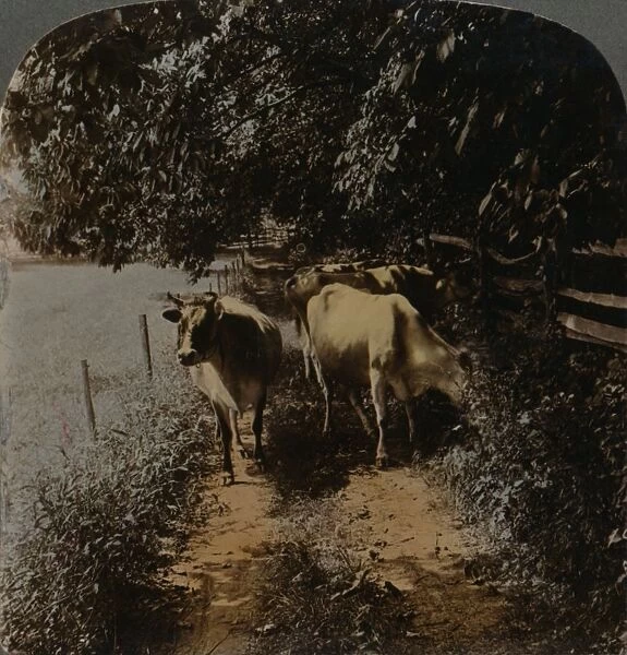 Cows coming home up the lane at milking-time, c1900. Artists: Elmer Underwood, Bert Elias Underwood