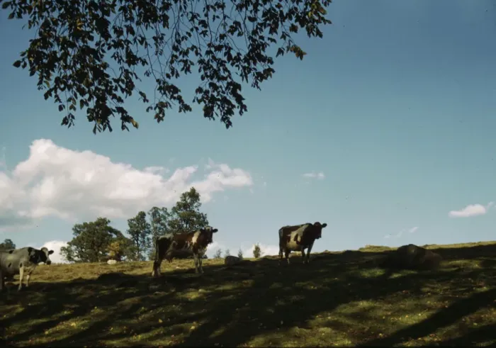 Framed Print : Cows on a hillside, between 1941 and 1942. Creator: Unknown Framed Print : Cows on a hillside, between 1941 and 1942. Creator: Unknown