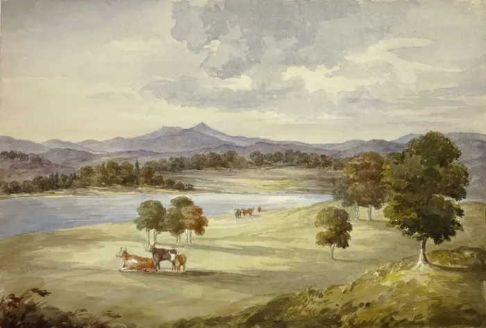Framed Print : Cows in Landscape, n. d. Creator: Elizabeth Murray Framed Print : Cows in Landscape, n. d. Creator: Elizabeth Murray