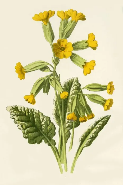 Framed Print : Cowslip, 1877. Creator: Frederick Edward Hulme Framed Print : Cowslip, 1877. Creator: Frederick Edward Hulme