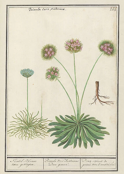 Cowslip (Primula), 1596-1610. Creators: Anselmus de Boodt, Elias Verhulst
