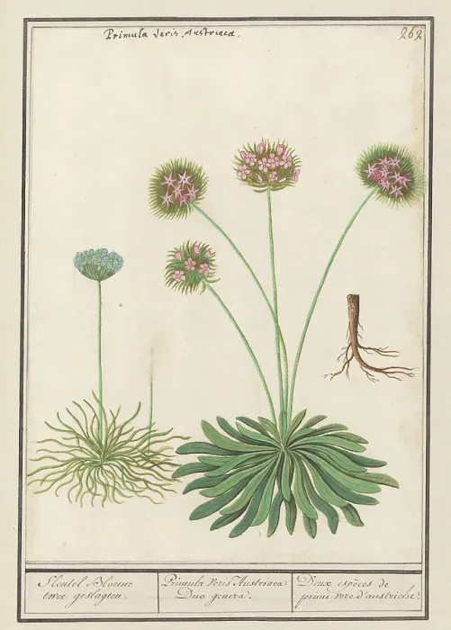 Framed Print : Cowslip (Primula), 1596-1610. Creators: Anselmus de Boodt, Elias Verhulst