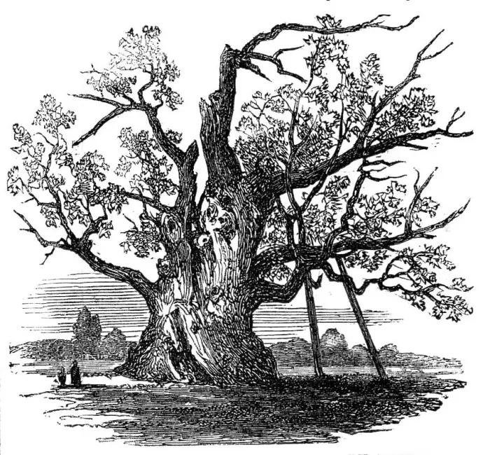 Framed Print : The Cowthorpe Oak, near Wetherby, York, 1857. Creator: Unknown Framed Print : The Cowthorpe Oak, near Wetherby, York, 1857. Creator: Unknown