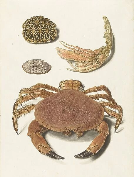 A crab, pincers, and two turtle shells, 1726-1779. Creator: Johann Gustav Hoch