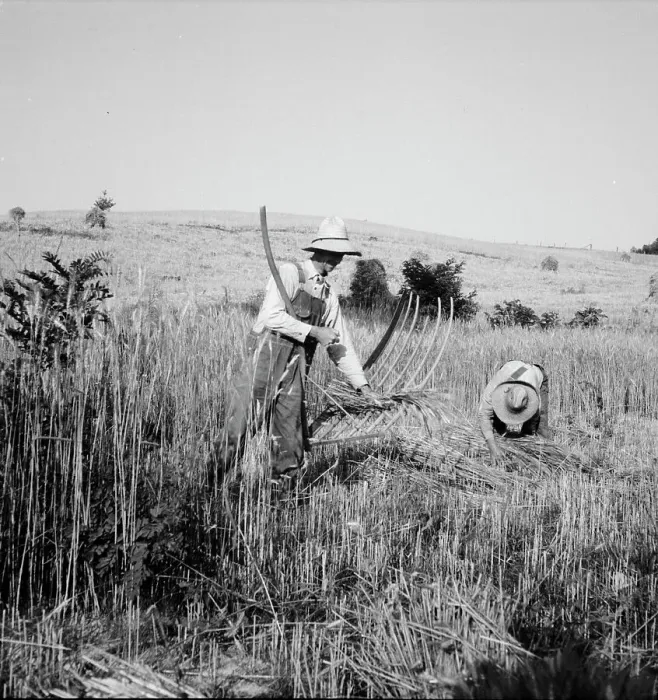 Framed Print : Cradling wheat near Christianburg, Virginia, 1936. Creator: Dorothea Lange Framed Print : Cradling wheat near Christianburg, Virginia, 1936. Creator: Dorothea Lange