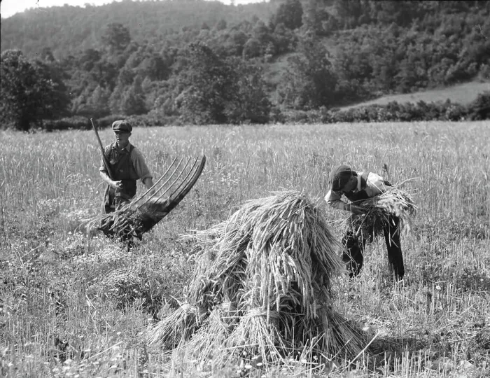 Framed Print : Cradling wheat near Sperryville, Virginia. 1936. Creator: Dorothea Lange Framed Print : Cradling wheat near Sperryville, Virginia. 1936. Creator: Dorothea Lange
